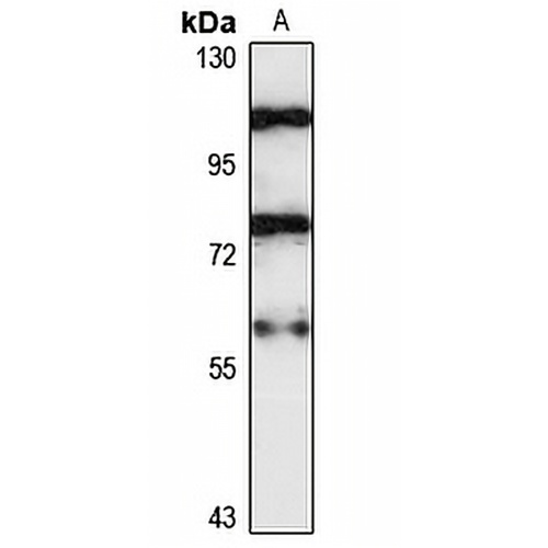 ZNF703 Rabbit Polyclonal Antibody