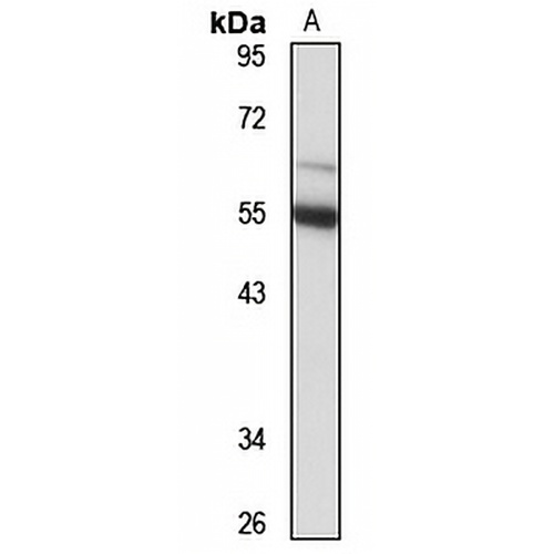 ZPR1 Rabbit Polyclonal Antibody