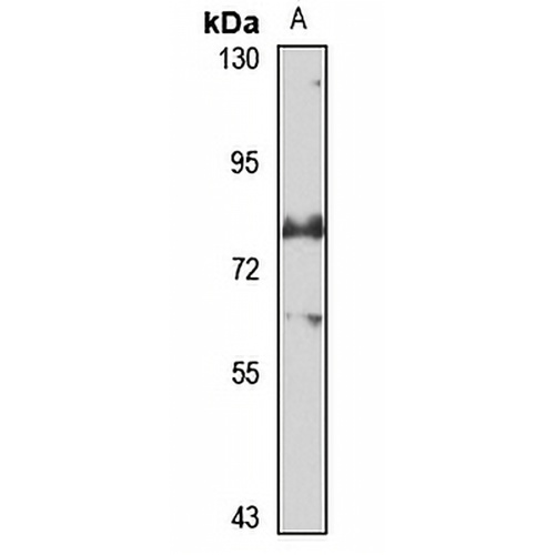 ZFP29 Rabbit Polyclonal Antibody