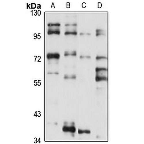 Zwilch Rabbit Polyclonal Antibody
