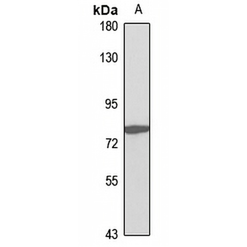Zyxin Rabbit Polyclonal Antibody