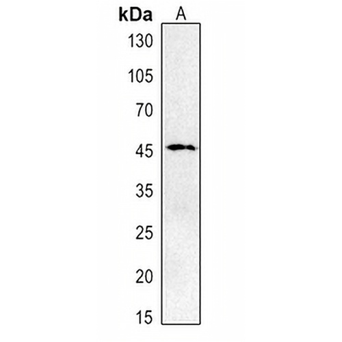 CD274 Rabbit Polyclonal Antibody