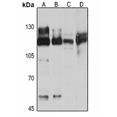 ANO1 Rabbit Polyclonal Antibody