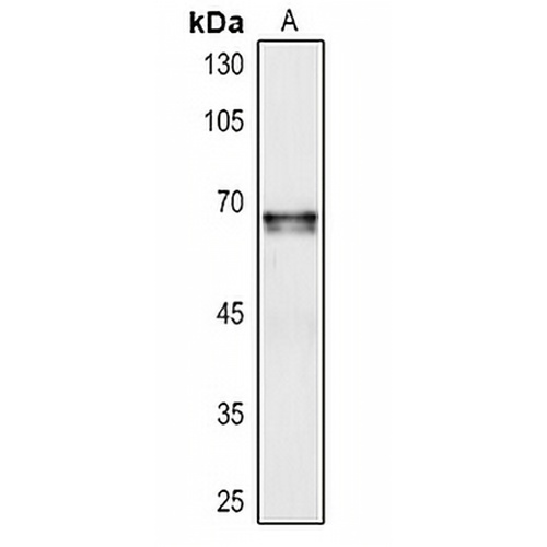 Cochlin Rabbit Polyclonal Antibody