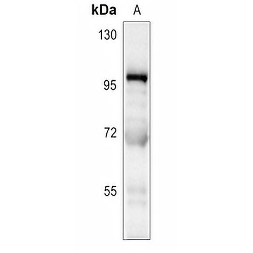 CD106 Rabbit Polyclonal Antibody