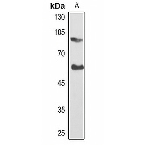 SMAD1 Rabbit Polyclonal Antibody