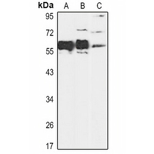 SMAD5 Rabbit Polyclonal Antibody