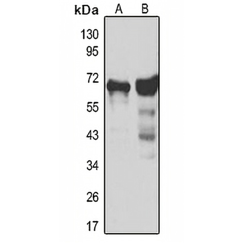 GAD1 Rabbit Polyclonal Antibody