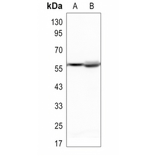IRF3 Rabbit Polyclonal Antibody