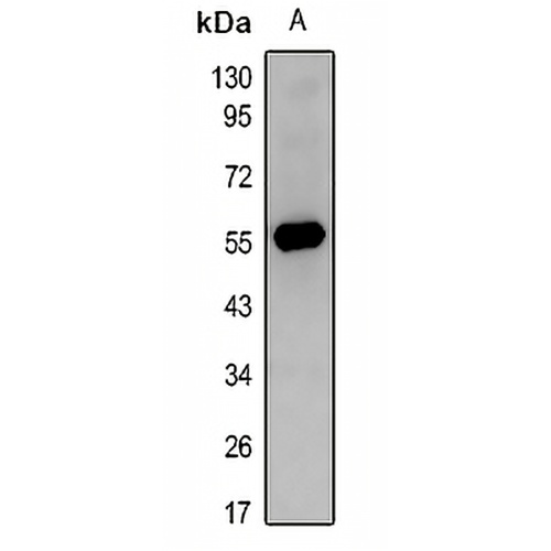 c-FOS Rabbit Polyclonal Antibody