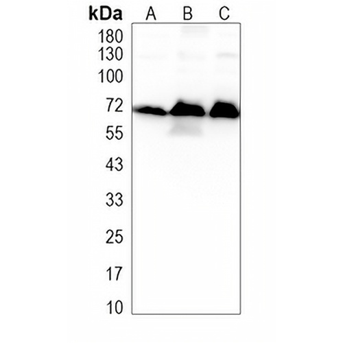 KEAP1 Rabbit Polyclonal Antibody