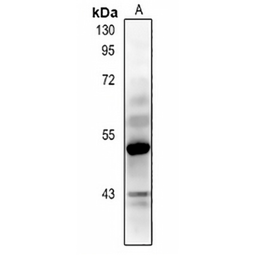 NEFM Rabbit Polyclonal Antibody