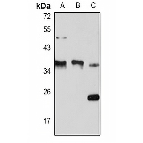 Cyclin D1 Rabbit Polyclonal Antibody