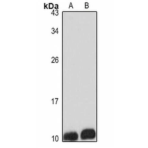GNGT1 Rabbit Polyclonal Antibody