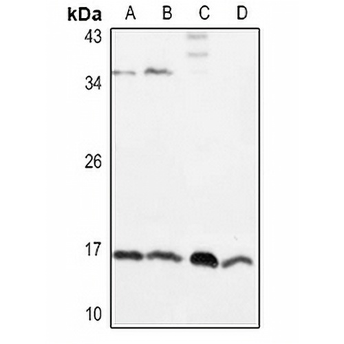 IL-1 beta Rabbit Polyclonal Antibody