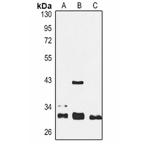 SIRT3 Rabbit Polyclonal Antibody