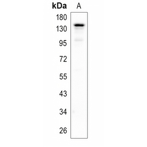 CD117 Rabbit Polyclonal Antibody