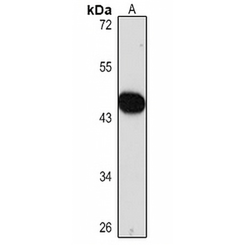 SMAD7 Rabbit Polyclonal Antibody
