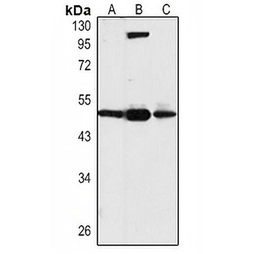 TEAD1 Rabbit Polyclonal Antibody