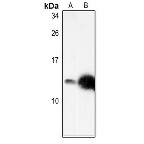 CXCL12 Rabbit Polyclonal Antibody