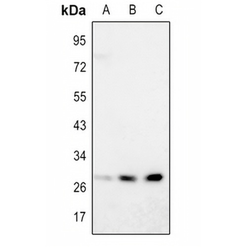 SIRT3 Rabbit Polyclonal Antibody