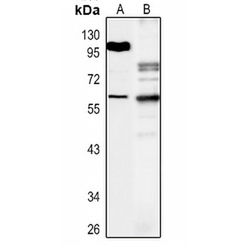 RUNX2 Rabbit Polyclonal Antibody