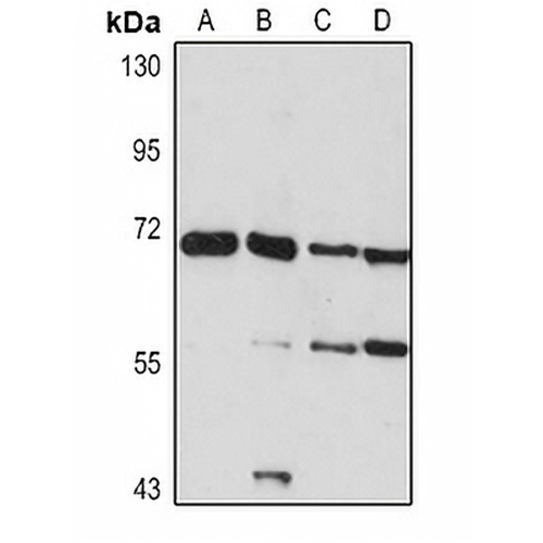 NCOA4 Rabbit Polyclonal Antibody