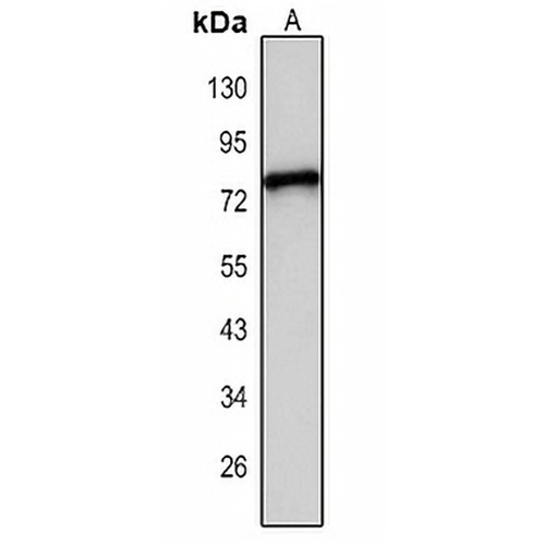 MCOLN2 Rabbit Polyclonal Antibody