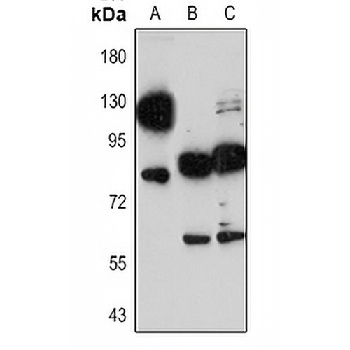 CD68 Rabbit Polyclonal Antibody