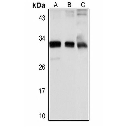 IL-33 Rabbit Polyclonal Antibody