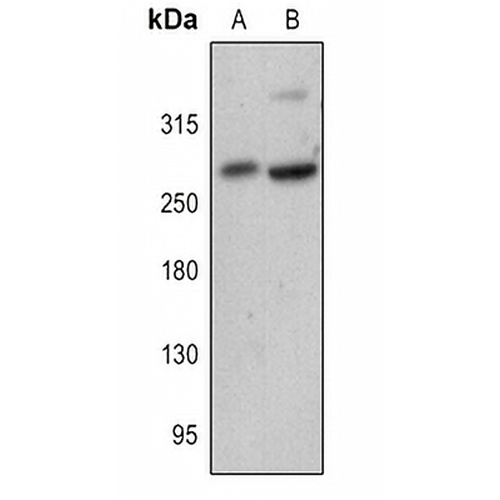 FASN Rabbit Polyclonal Antibody