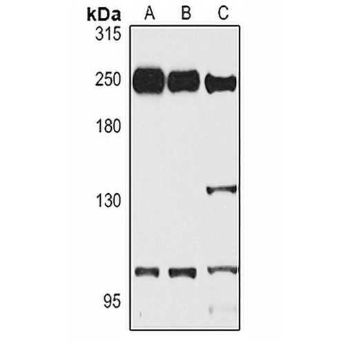 Myosin 9 Rabbit Polyclonal Antibody
