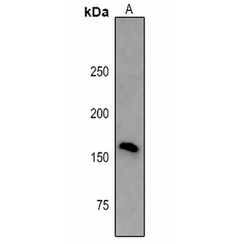NLRP1 Rabbit Polyclonal Antibody
