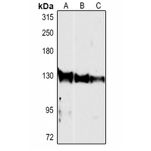 CD49e Rabbit Polyclonal Antibody