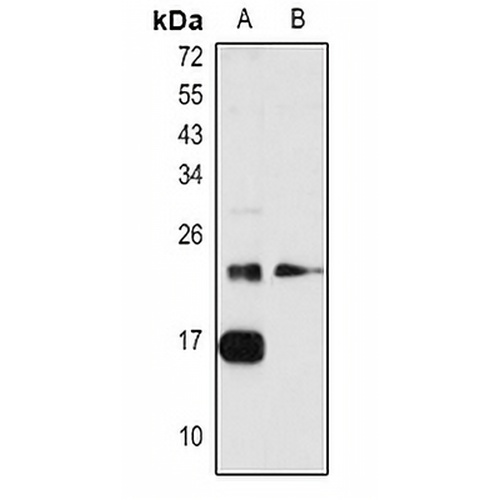 RhoA Rabbit Polyclonal Antibody
