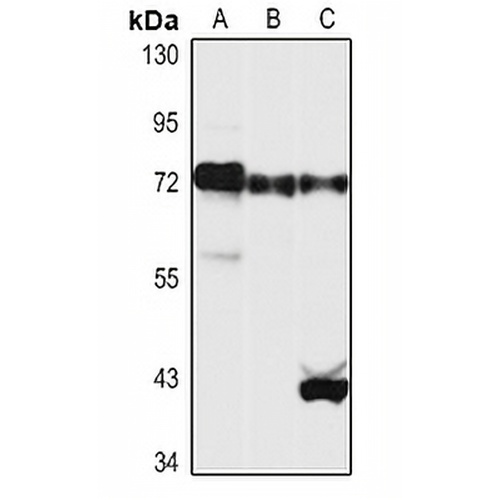 YAP1 Rabbit Polyclonal Antibody