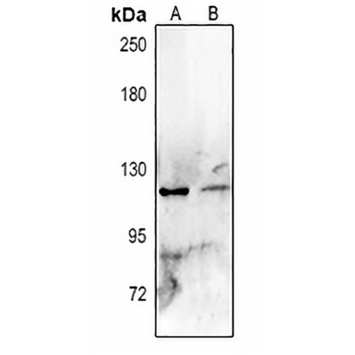 MUC2 Rabbit Polyclonal Antibody