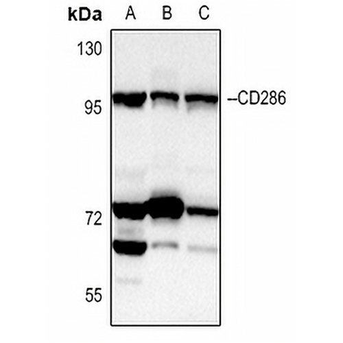 CD286 Rabbit Polyclonal Antibody