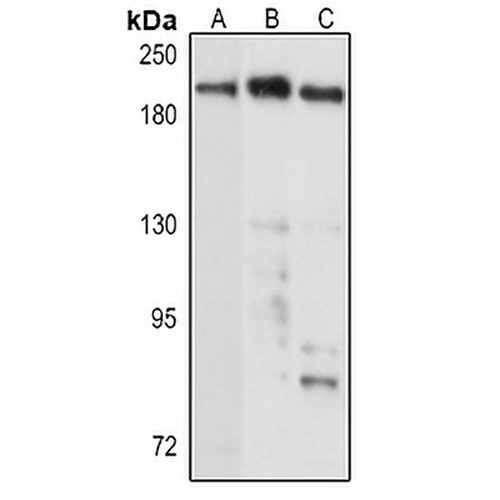 DNMT1 Rabbit Polyclonal Antibody