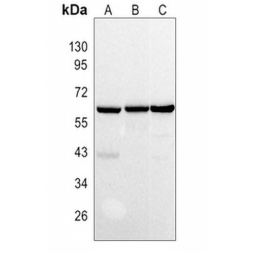 TRAF6 Rabbit Polyclonal Antibody