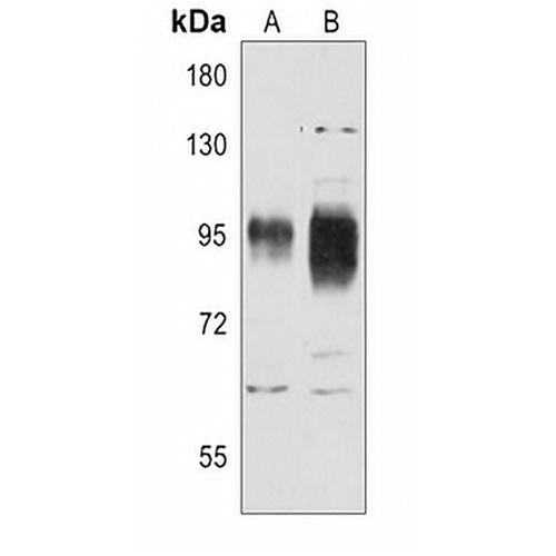 CD54 Rabbit Polyclonal Antibody