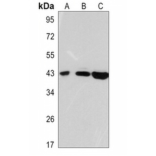 GAP43 Rabbit Polyclonal Antibody