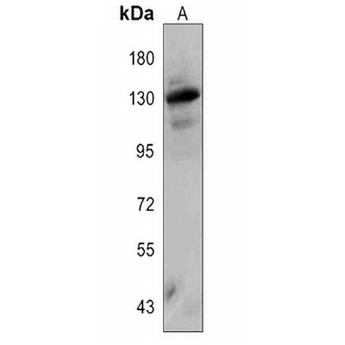 Nesprin 1 Rabbit Polyclonal Antibody