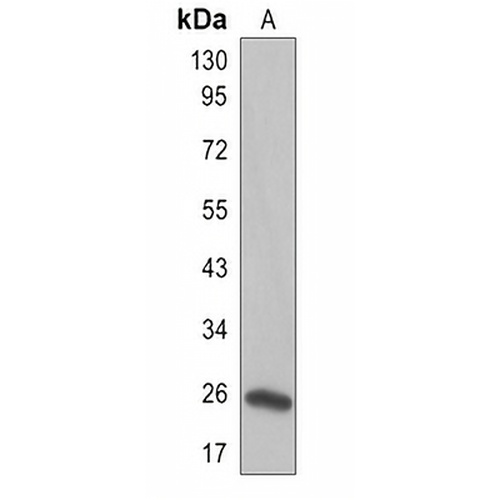 FAM3A Rabbit Polyclonal Antibody