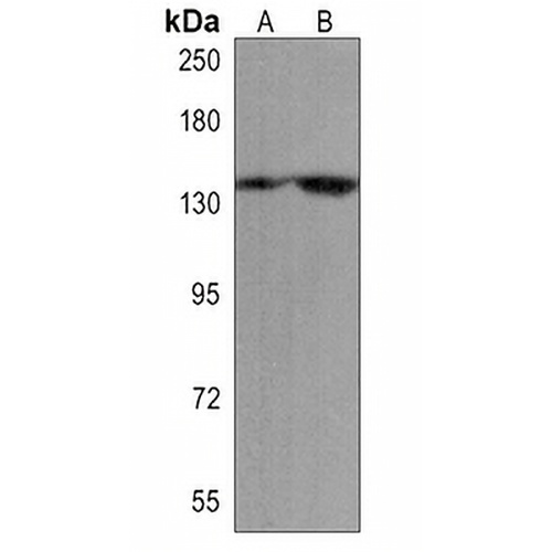 PER2 Rabbit Polyclonal Antibody