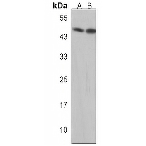 BSCL2 Rabbit Polyclonal Antibody