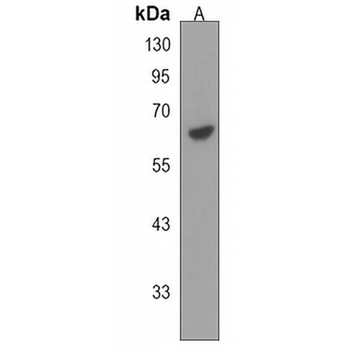 RADIL Rabbit Polyclonal Antibody