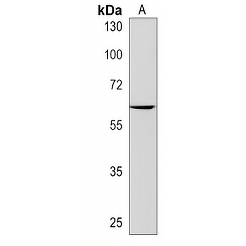 MOCS1 Rabbit Polyclonal Antibody