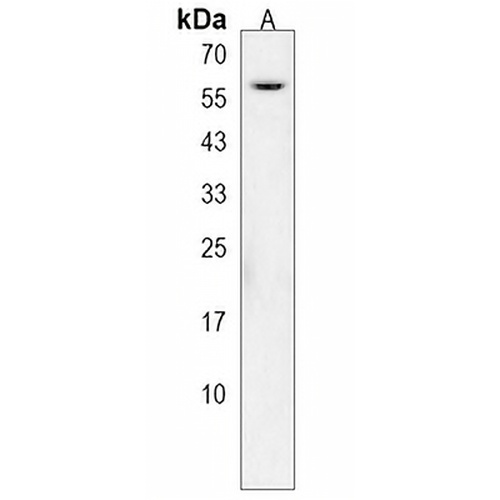 SPDYE3 Rabbit Polyclonal Antibody