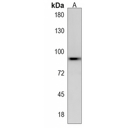 HHIPL2 Rabbit Polyclonal Antibody